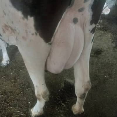 Cow For Sale