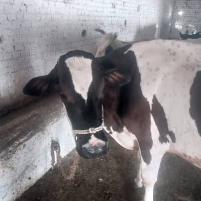 Cow For Sale
