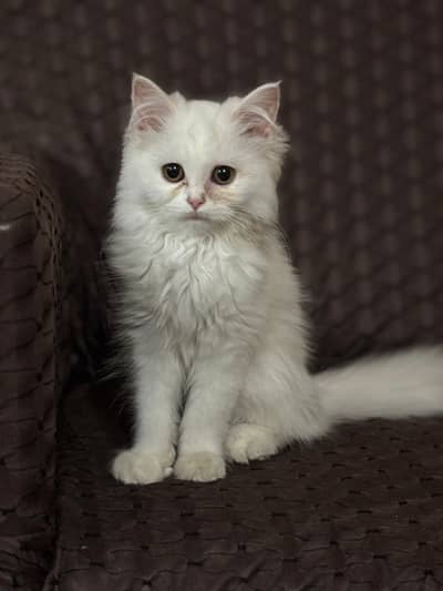 persian white babies cat 