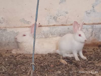 10 adult rabbits 3 bunnies are available at reasonable price