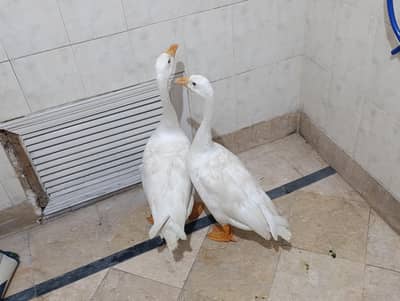 pure Chinese goose ducks