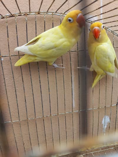 Cremino red eyes bonded pair