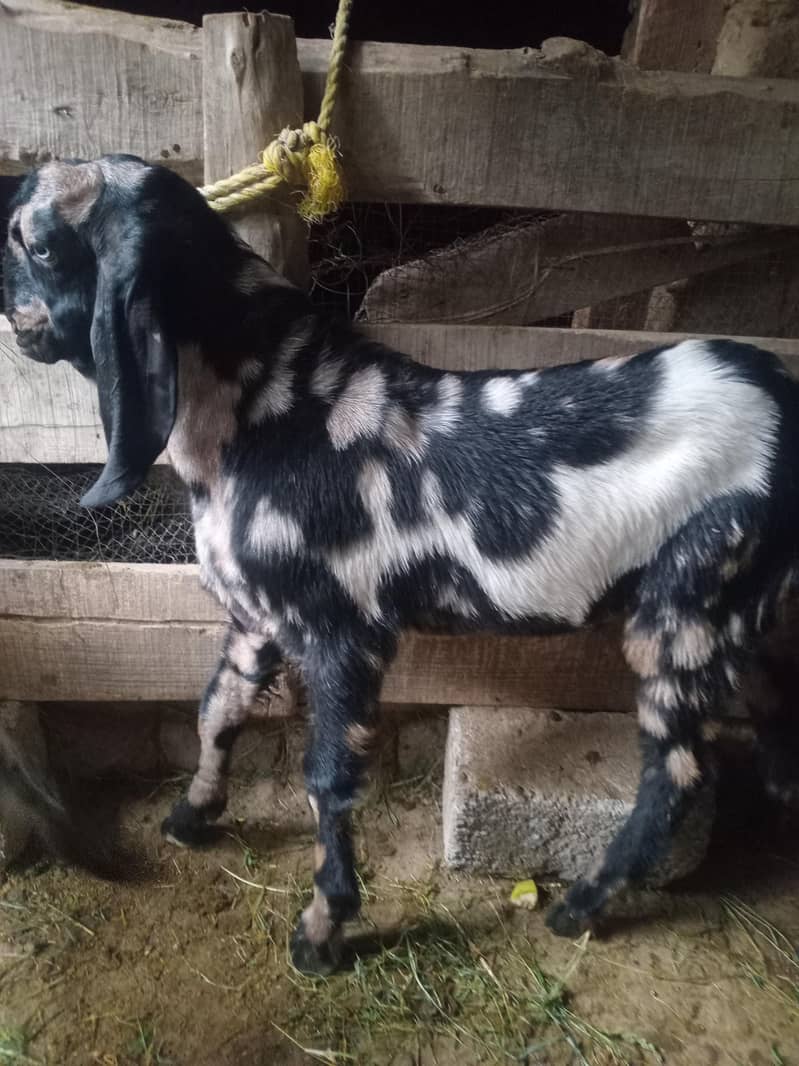 bakra 0
