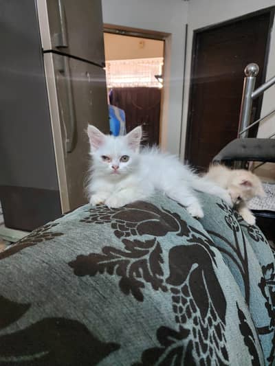 persian kitten 80 day old