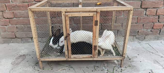 4 Rabbit 2 Male 2 Female