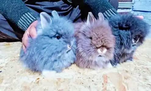 English Angora and lion Cross bread baby and buff pair