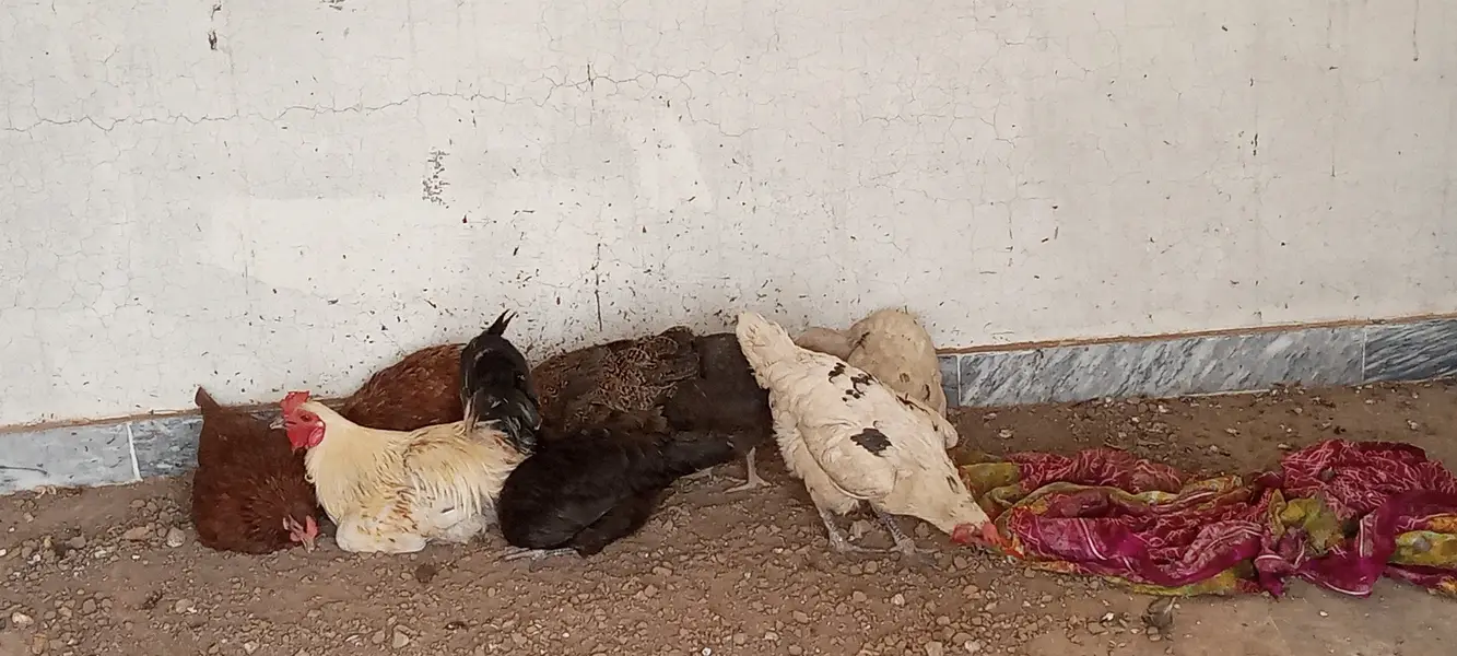 4 Aseel chicks and also desi hens are available and also read the desc — photo 12