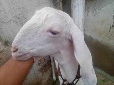 rajanpuri femal