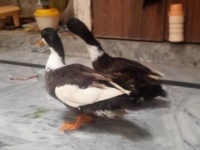 2 Ducks - Black/White