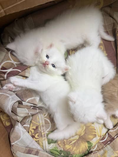 Bhaloo kitten available 0315/3352768