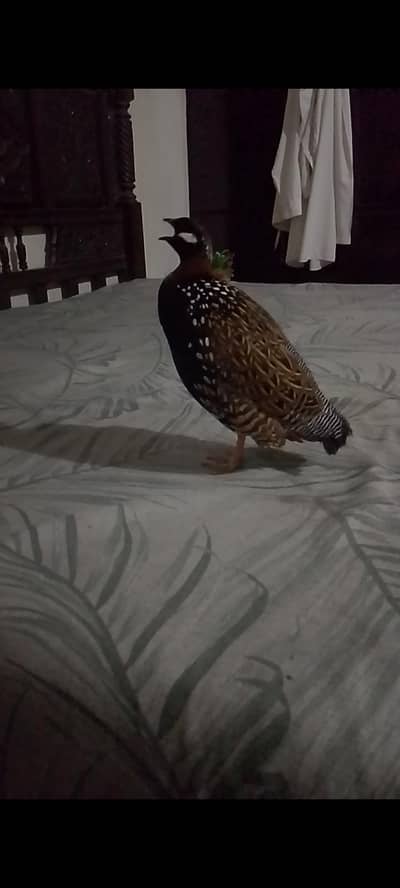 Mashallah bedar teeter Sara din Bolta ha 03150739125