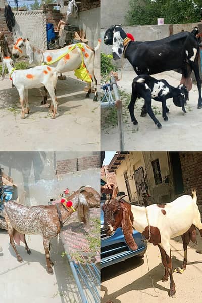 4 Bakriya vip for sale. 2 dhood wali 2 bacho wali