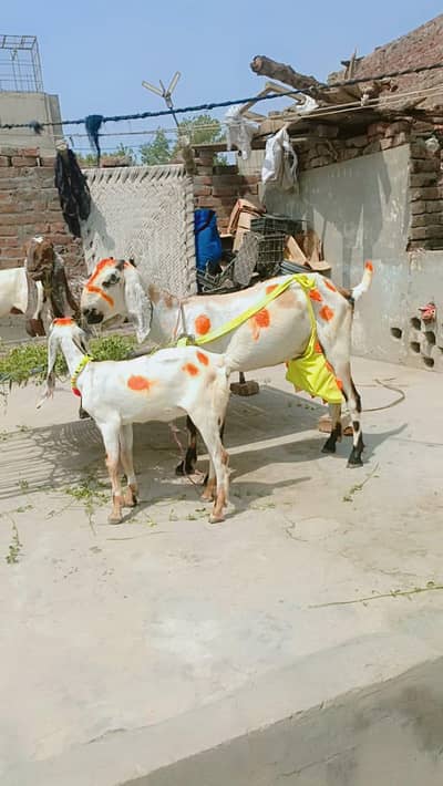 white bakri viip with female path