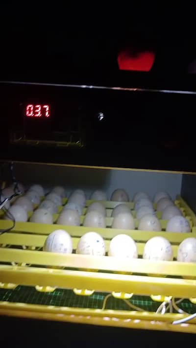 56 Eggs Full Automatic Incubator with silicone heating wire
