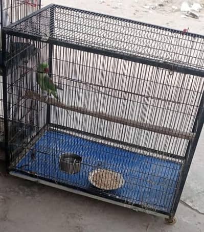 breeding cage available