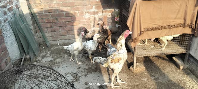 Mianwali Aseel hen and heera Aseel