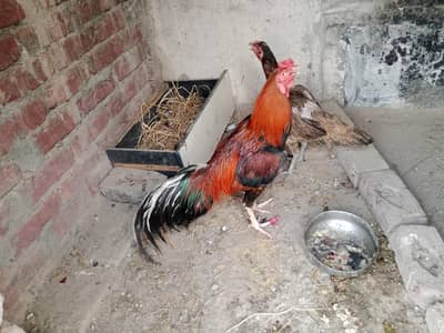 Aseel pair for sale