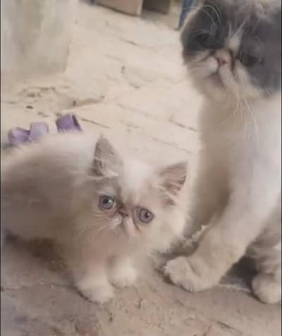 CFA bloodline female kitten