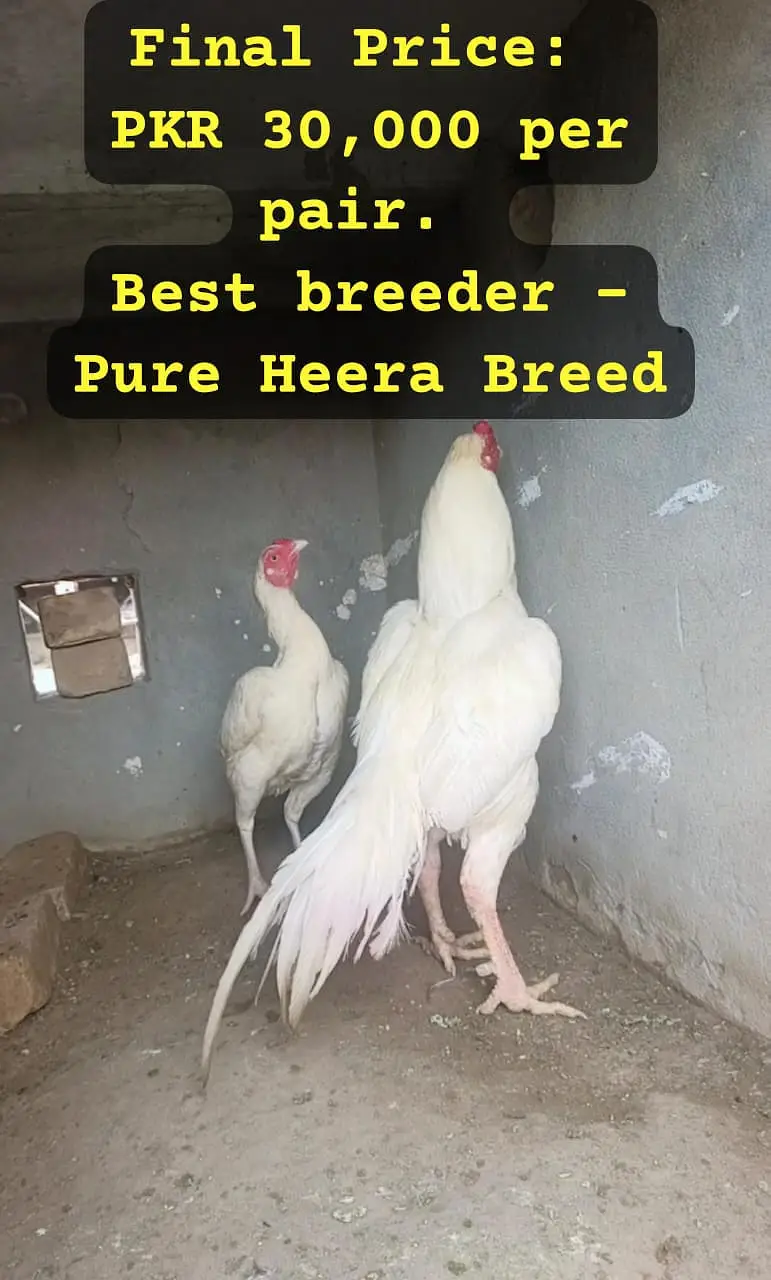 Heera Aseel |  Peela Aseel | Aseel | Hens | Murgha for sale