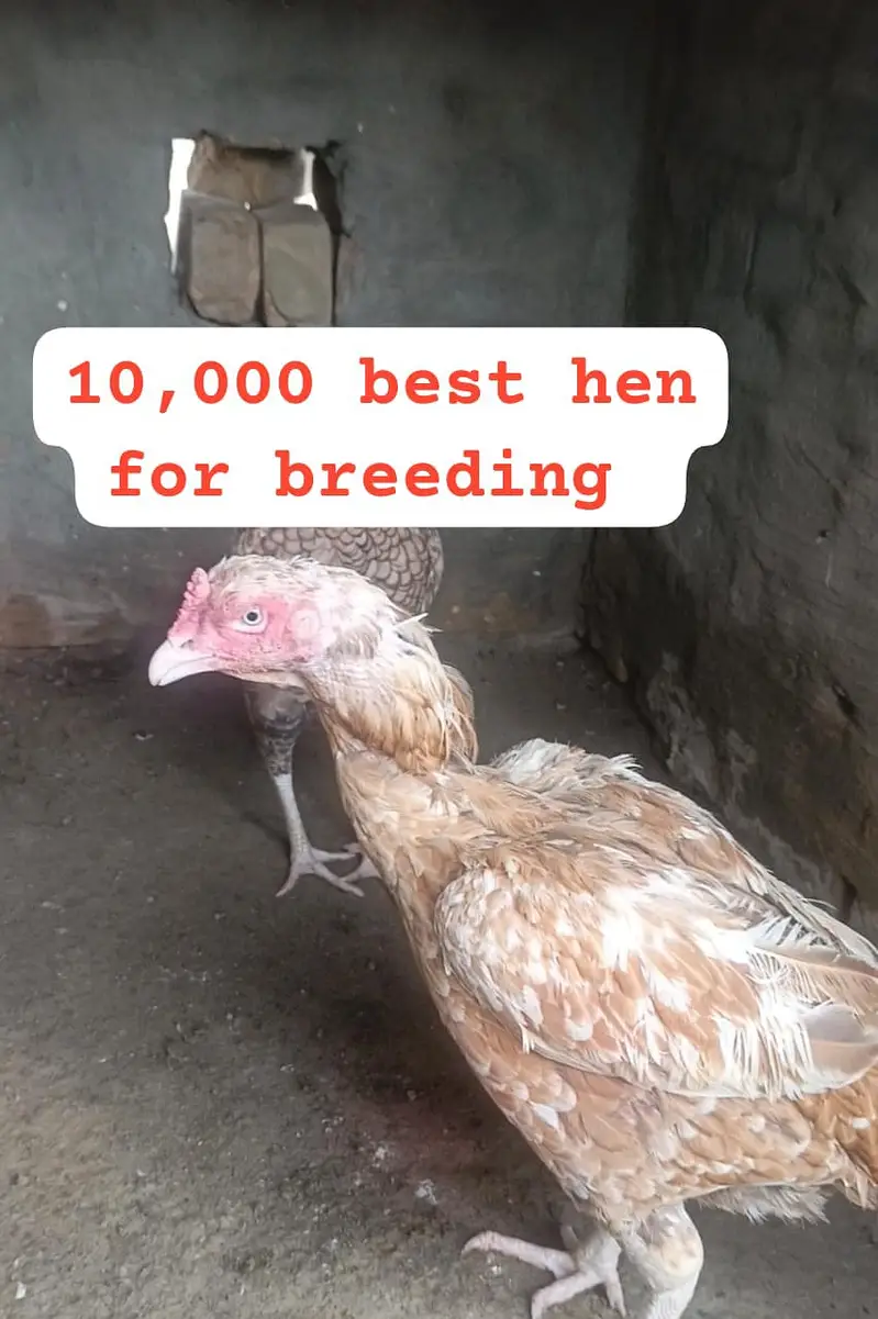Heera Aseel |  Peela Aseel | Aseel | Hens | Murgha for sale — photo 2