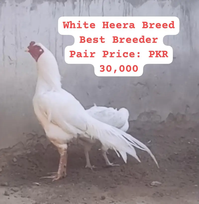 Heera Aseel |  Peela Aseel | Aseel | Hens | Murgha for sale — photo 3