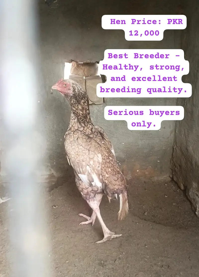 Heera Aseel |  Peela Aseel | Aseel | Hens | Murgha for sale — photo 4