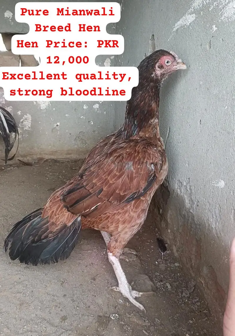 Heera Aseel |  Peela Aseel | Aseel | Hens | Murgha for sale — photo 5
