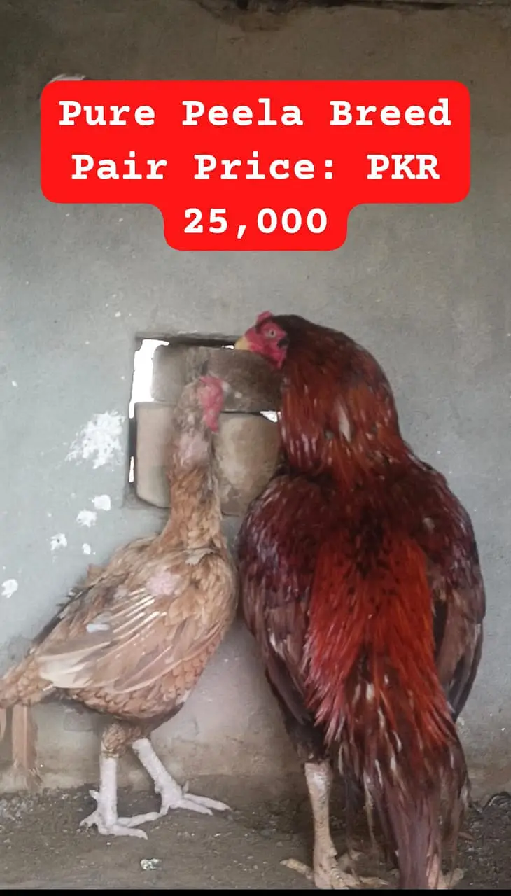 Heera Aseel |  Peela Aseel | Aseel | Hens | Murgha for sale — photo 6