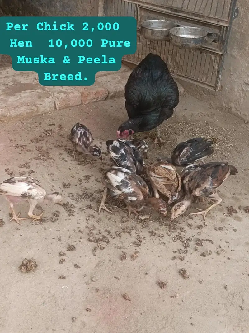 Heera Aseel |  Peela Aseel | Aseel | Hens | Murgha for sale — photo 7