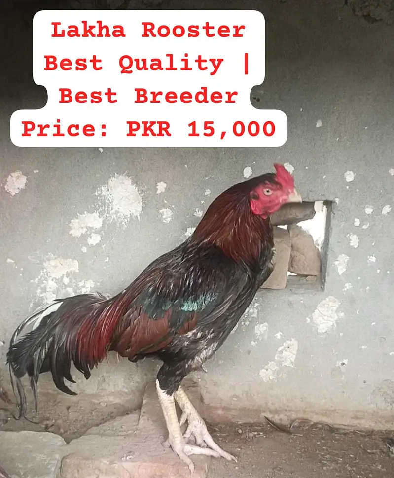 Heera Aseel |  Peela Aseel | Aseel | Hens | Murgha for sale — photo 8