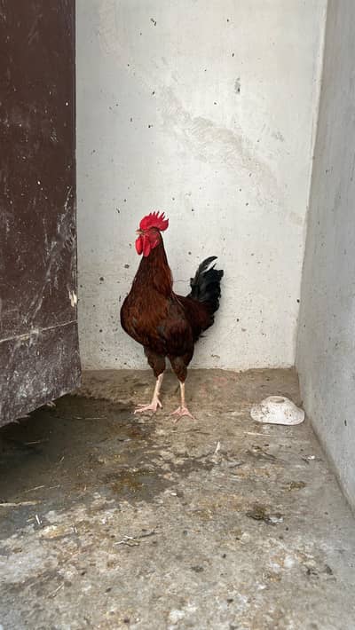 8 Male's Golden