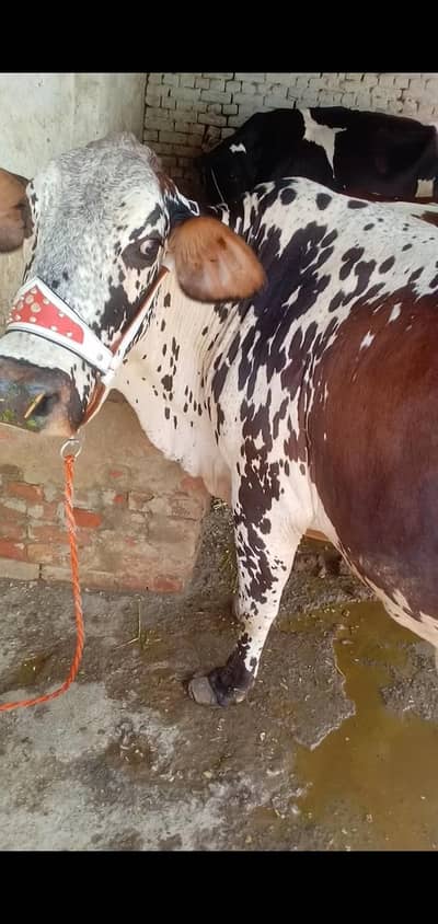 cow for sale