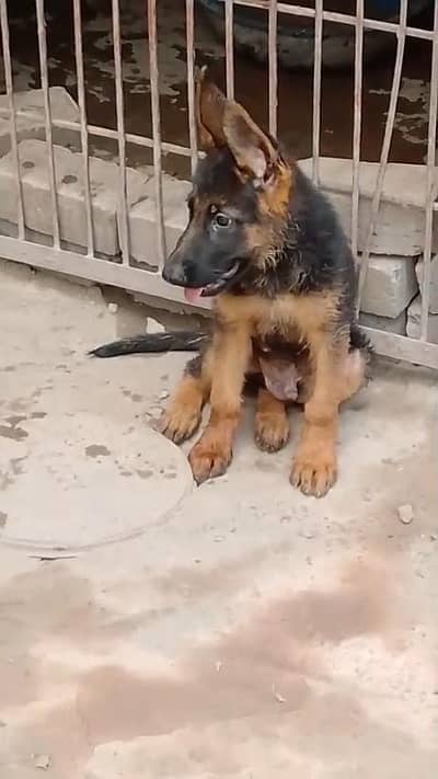 too quality male puppy
