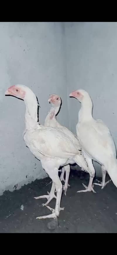 full paper white pair
