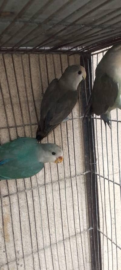 birds