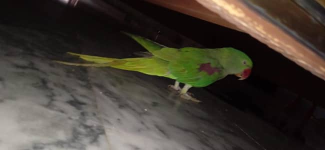 mithu tota