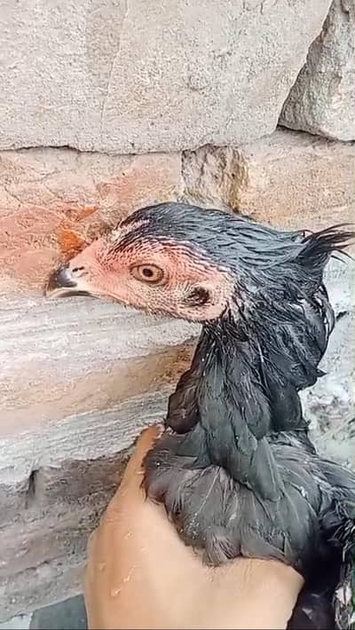 bohar achi ha in ka 3time winar murga Ka bacha ha9000 ak ka rate ha