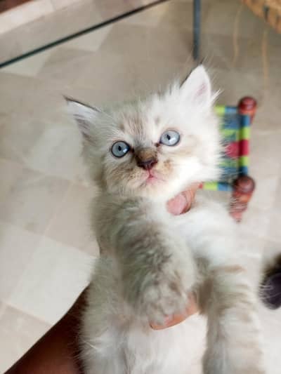 Persian cat pair for sale