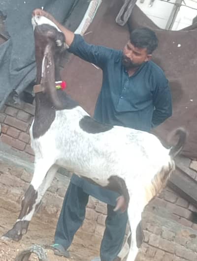 Nagra Gabn bakri sale