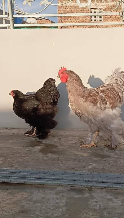 Heavy Cochin Light Susex Ayam Cemani Colour Silkies  For Sale
