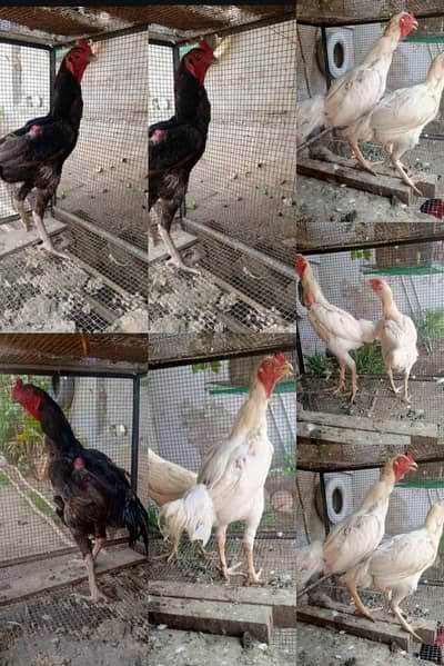 Heera aseel or shamo breeder pure 0.3. 2.2. 4.3. 2.5. 1.2.5