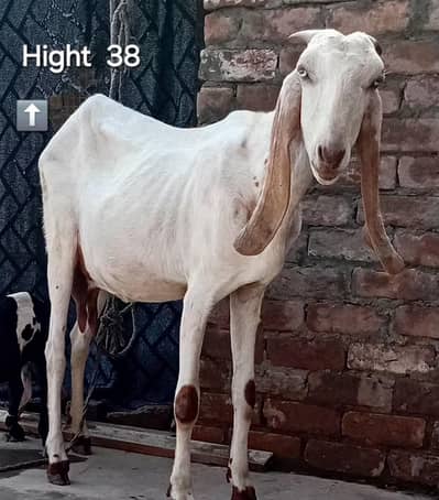 goat with female baby. 25 days. taazi sooi bakri