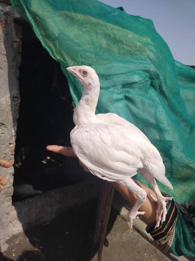 Heera aseel high quality