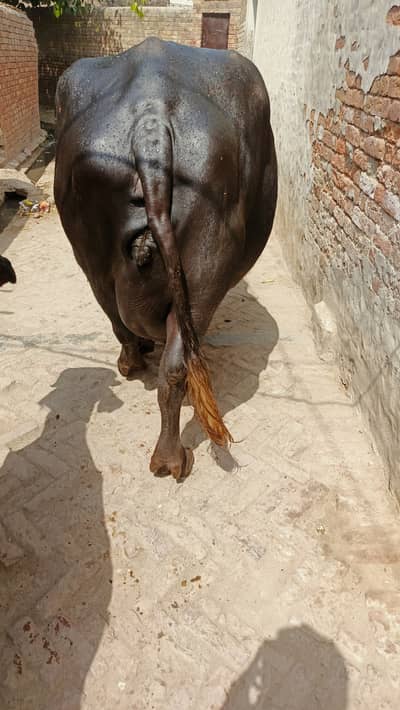 Abhi kuch din nikal Jay gi