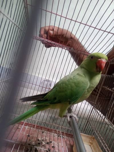 Kashmiri parrot for sale
