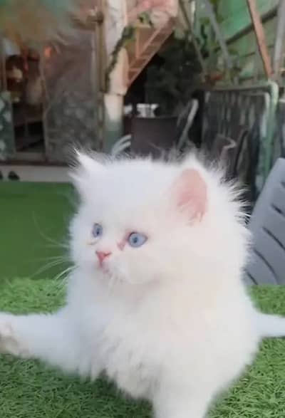 Cats/Persian Cats/ Double/Triple Coat/ Cats In Pakistan