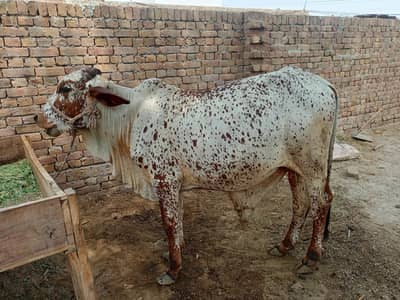 Bull | Wcha | Bchra | Desi Bchra | Qurbani Bull | wcha / Bchra / Bull