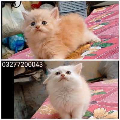 pure pershion tripple coated quality kittens