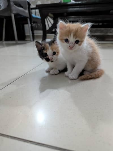 Persian Kittens Pair.