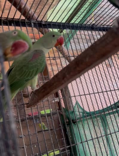Home-Bred Alexandrian (Raw) Parrots | Healthy Parent-Raised | Good Si